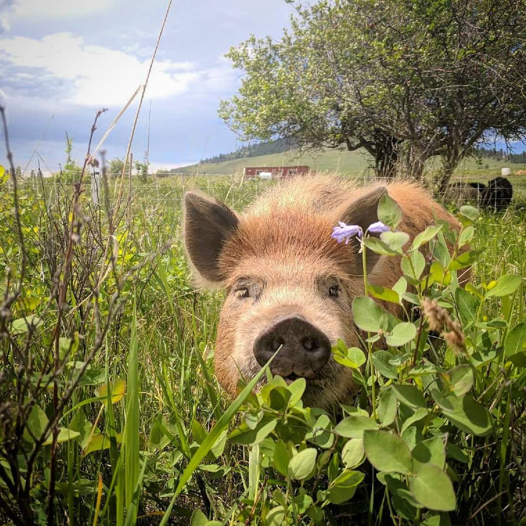 A curious piglet peeks through lush green grass and wildflowers under a bright sky, showcasing a playful farm scene.