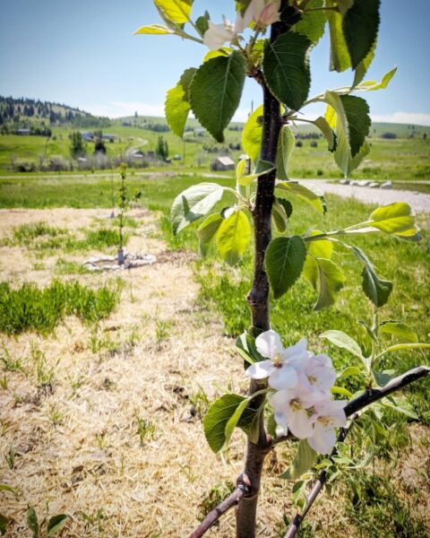 Blossoming apple tree with white flowers and lush green leaves in a sunny field, surrounded by rolling hills and distant farm structures.