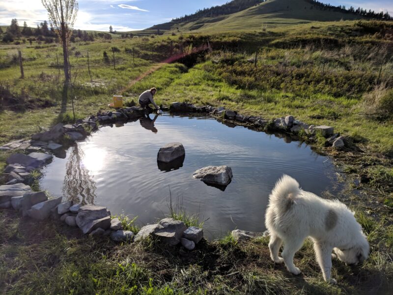 A person tending to a natural pond surrounded by rocks and grass, with a white dog exploring the area in a scenic landscape featuring rolling hills and blue skies.