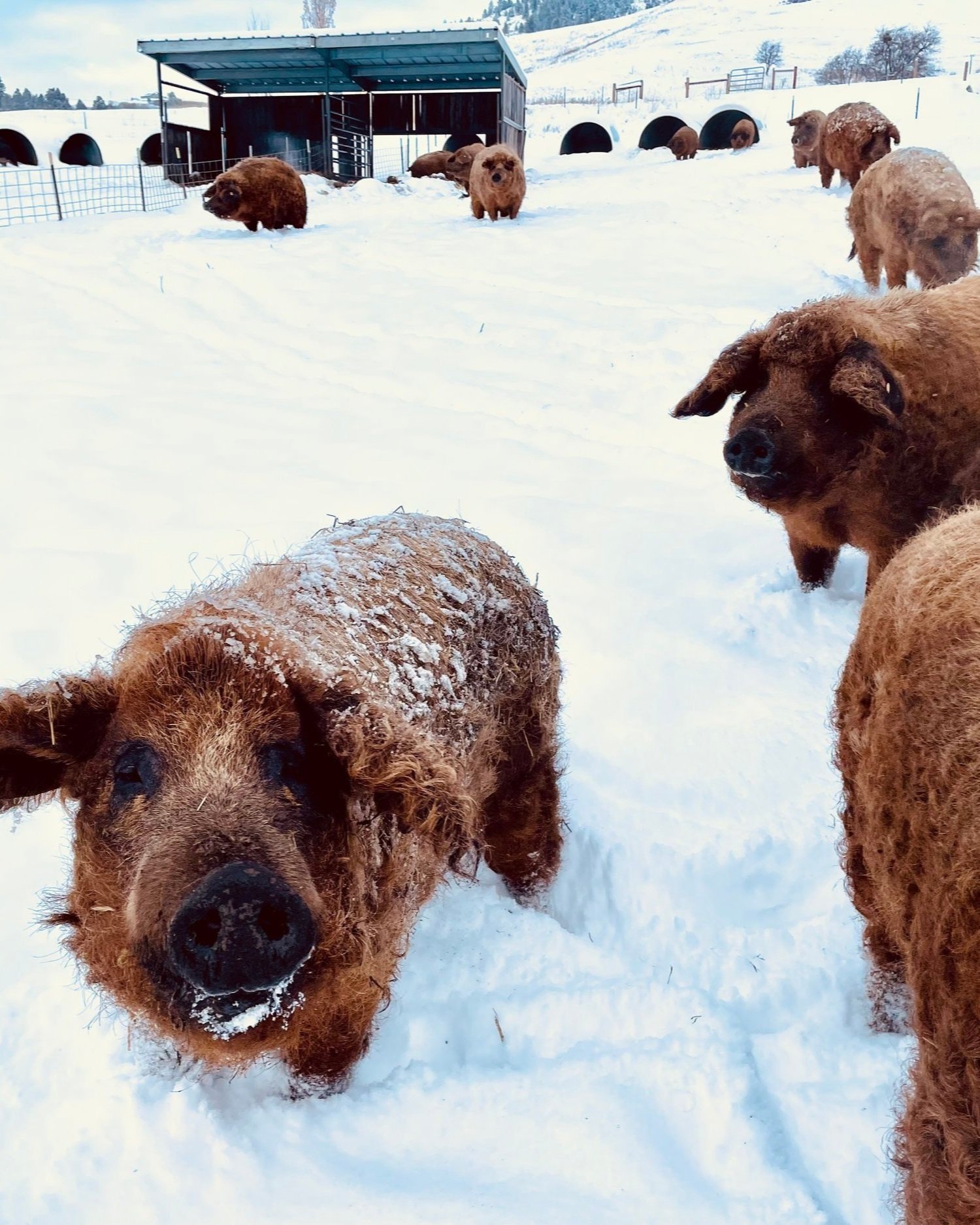 A group of fluffy, brown pigs with snow-covered fur foraging in a snowy farmyard, with a barn and livestock shelters in the background.